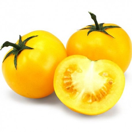 Tomate jaune