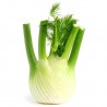 Fenouil
