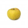 Pomme Chantecler